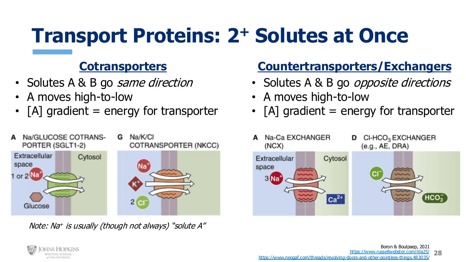Slide 28: Cotransport and countertransport, both drawn against the revolving-door analogy.