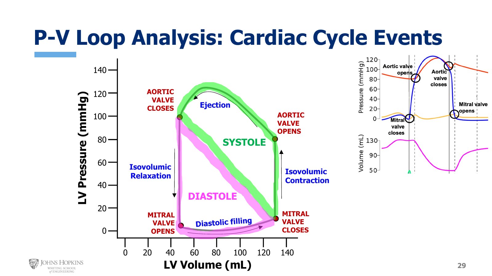 Slide 29: The loop labeled with the four valve events and four phases, systole in green and diastole in pink, beside the Wiggers diagram it came from.