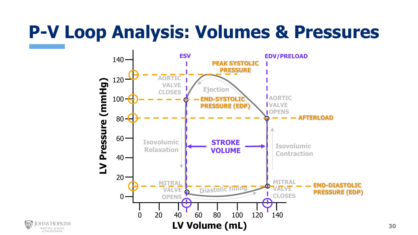 Slide 30: Landmark volumes and pressures on the loop: ESV, EDV and preload, stroke volume, peak systolic pressure, end-systolic pressure, afterload, end-diastolic pressure. The slide abbreviates end-systolic pressure as EDP.