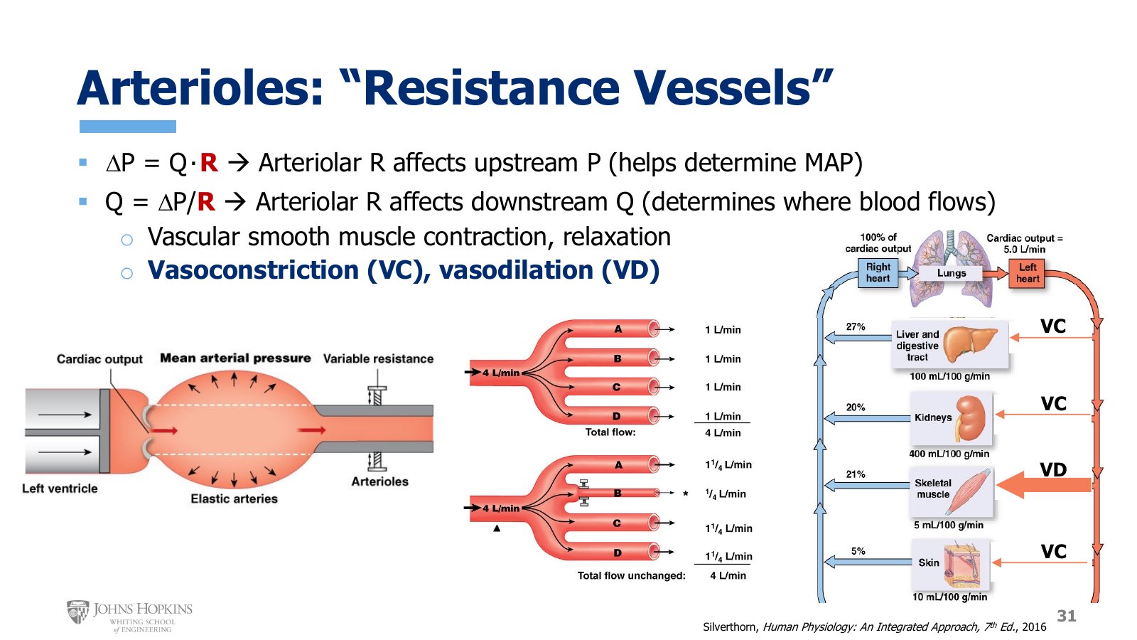 Slide 31: Arteriolar resistance sets upstream pressure and downstream flow. Center, four arterioles sharing 4 L/min before and after arteriole B constricts. Right, vasoconstriction in gut, kidney, and skin and vasodilation in skeletal muscle.