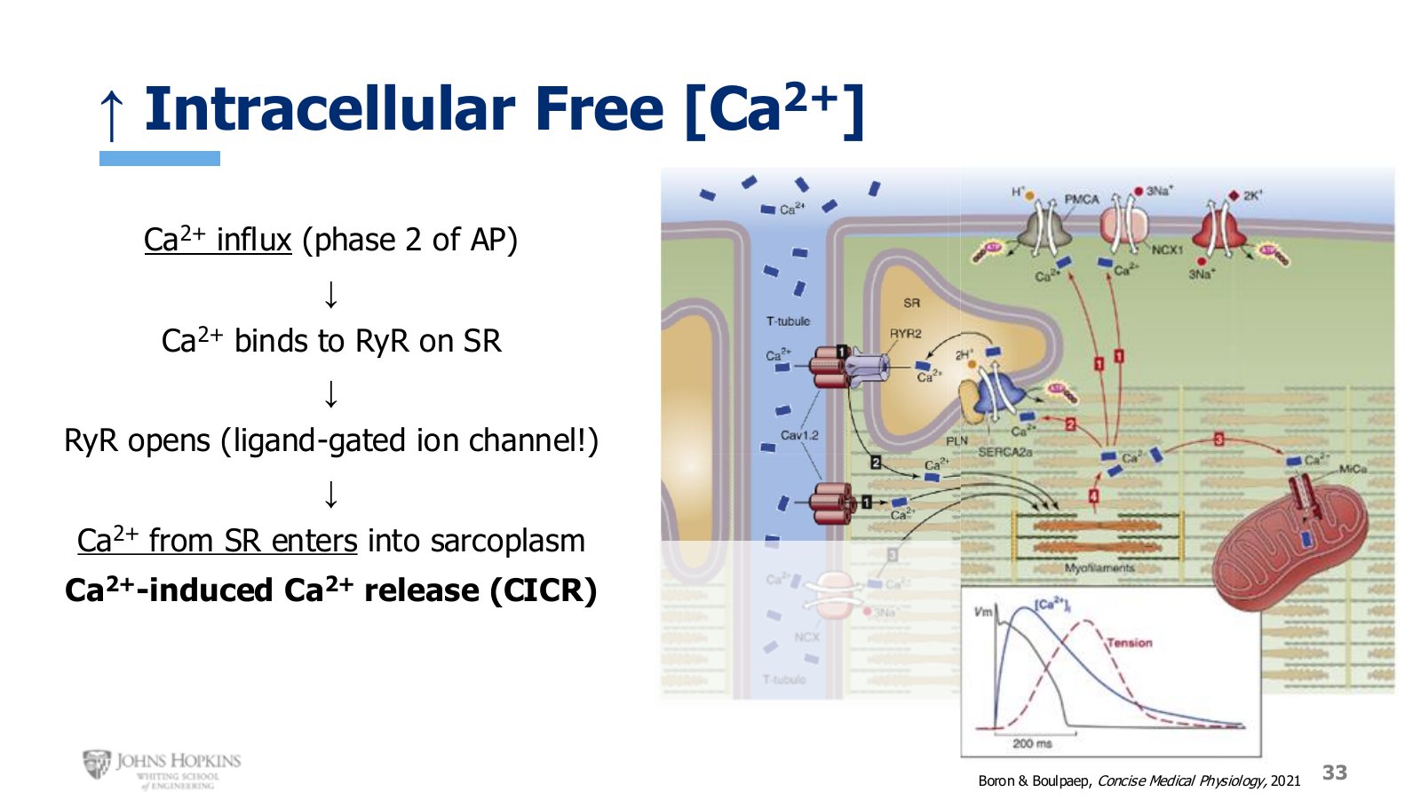 Slide 33: Calcium entering during phase 2 opens the ryanodine receptor. Twenty percent in, eighty percent released.
