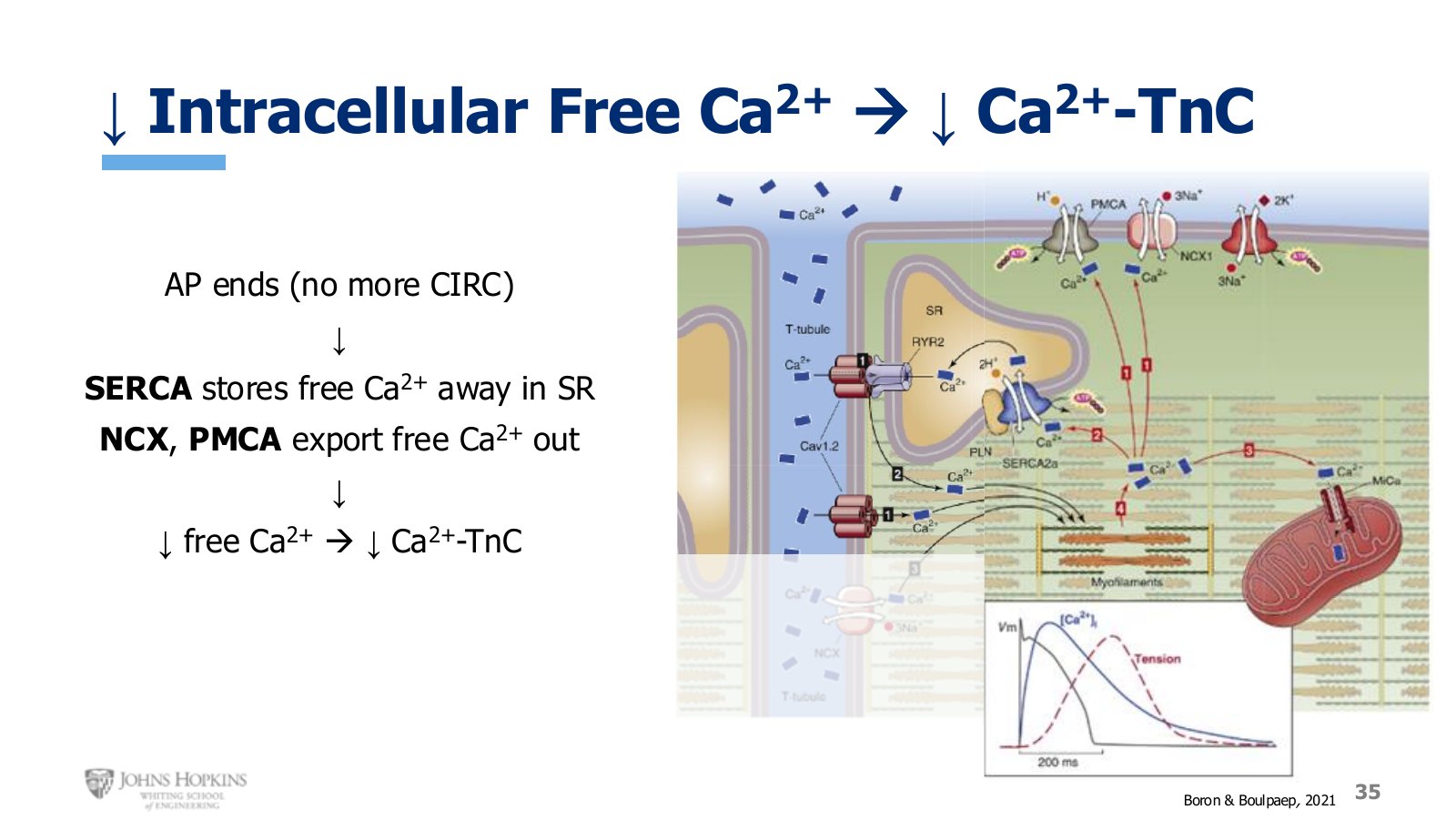 Slide 35: Three exits for calcium, with SERCA doing most of the work.