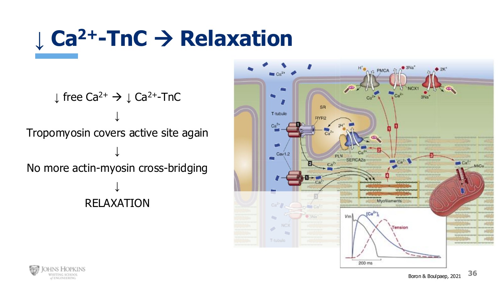 Slide 36: Tropomyosin rolls back over the binding site. Relaxation is the default state.