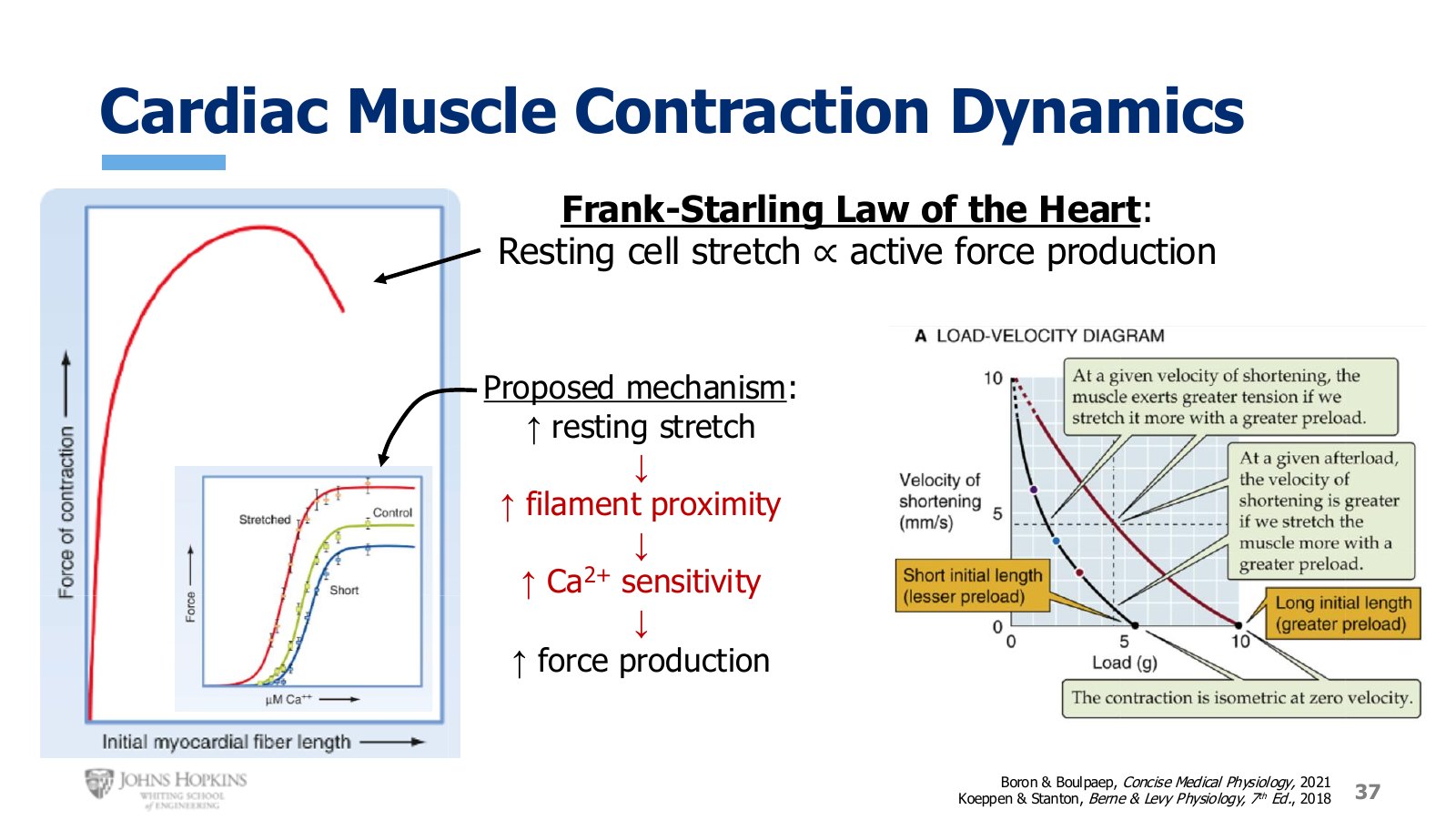 Slide 37: Length-tension for cardiac muscle, with the calcium sensitivity curves that appear to explain it.
