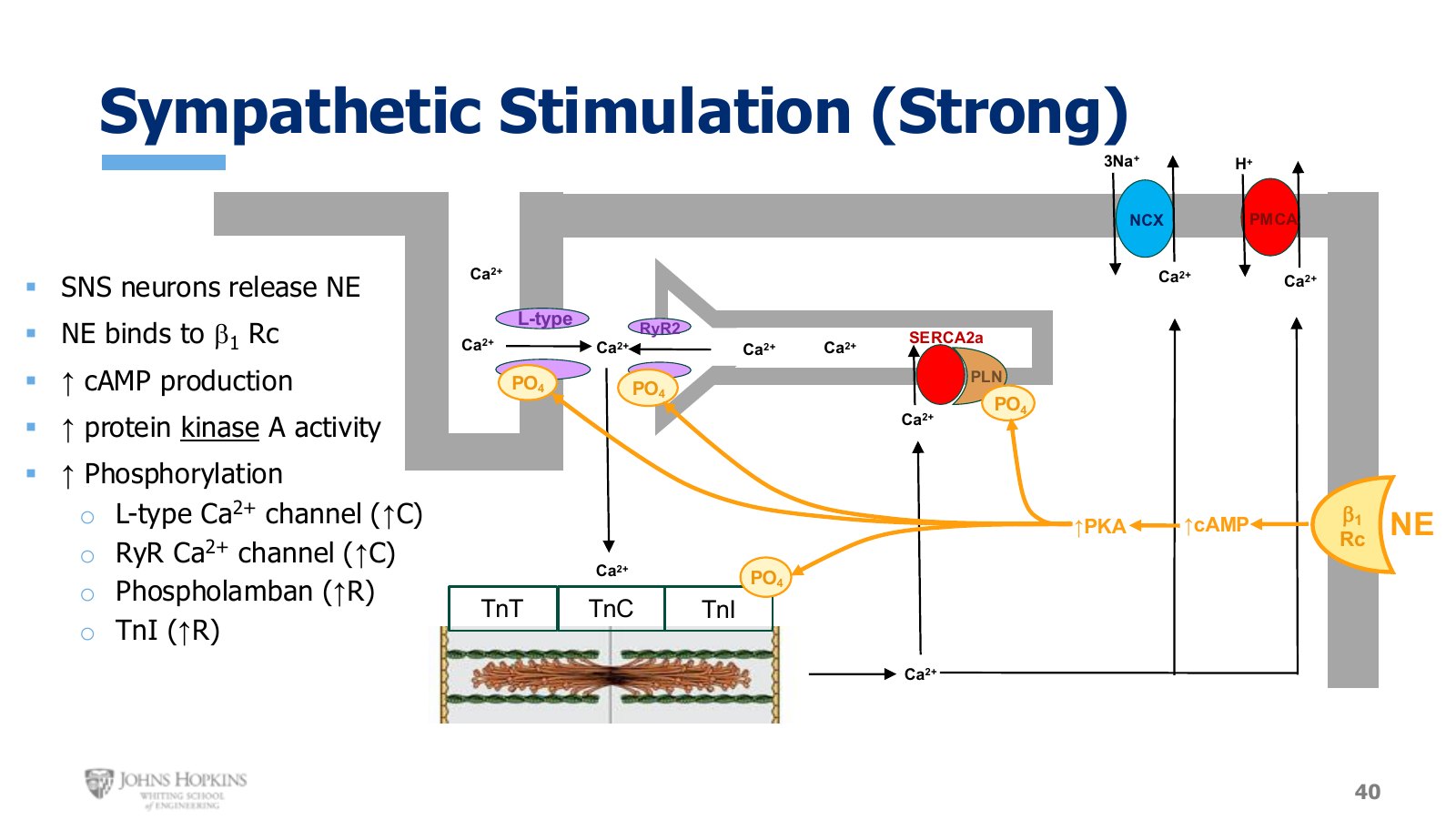 Slide 40: Norepinephrine to beta-1, cyclic AMP up, PKA up, and four targets phosphorylated. Two raise contraction, two speed relaxation.