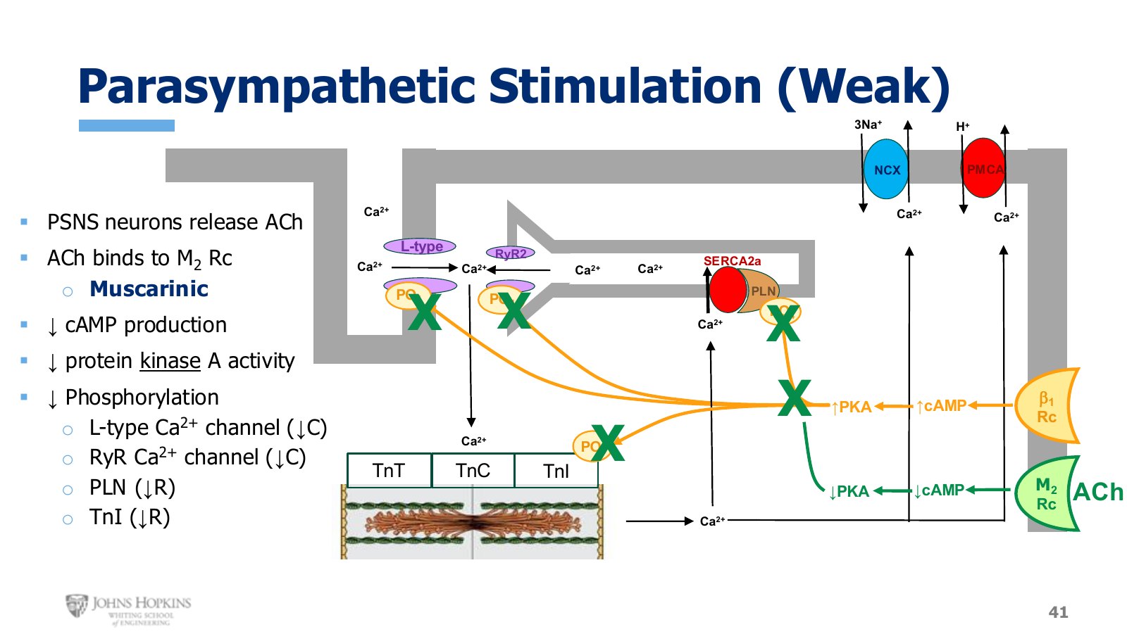 Slide 41: Acetylcholine to M₂, and every arrow on the previous slide reverses.